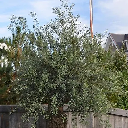 Olive Beach, Luxury Beachhouse 150 M From The * Noordwijk