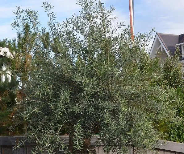 Olive Beach, Luxury Beachhouse 150 M From The * Noordwijk